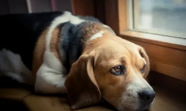 Köpeklerde Kanser Belirleme Yöntemleri Ve Klinik Safhaları